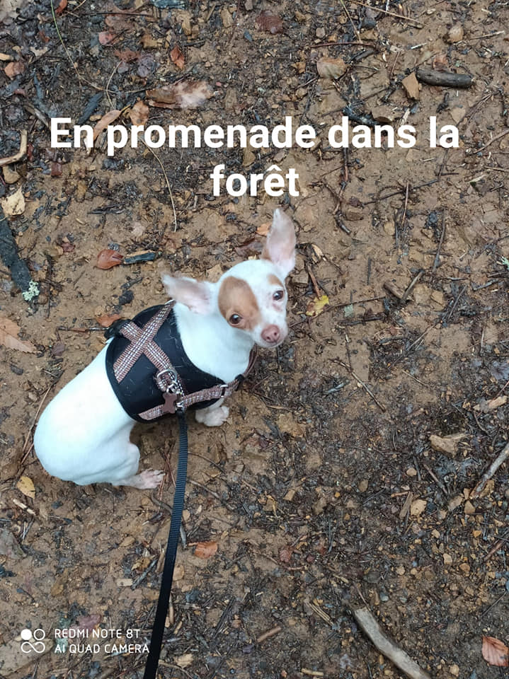 NOUGATINE, petite chihuahua de 3 ans, réformée d'élevage ... à croquer !!! Noug1110