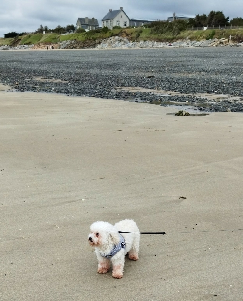 HIRIS, craquante petite bichon frisée de 8ans 1/2, réformée d'élevage Plage110