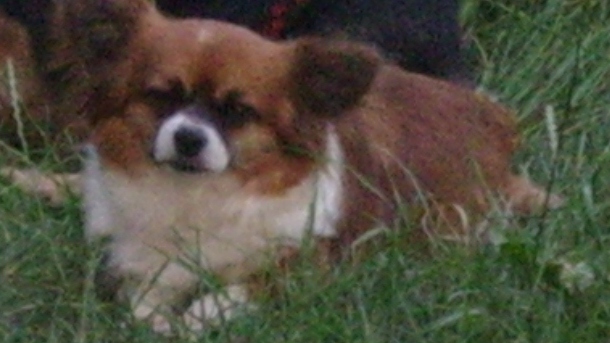 HETINCELLE, grosse Chihuahua (5,6 kg) de 6 ans, timide mais adorable  Ssa57019