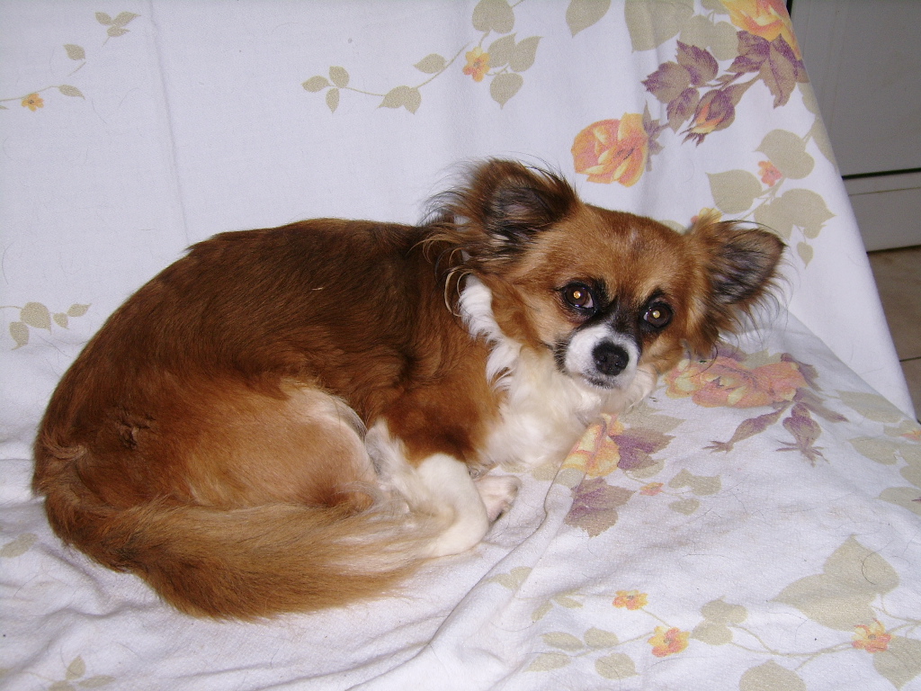 HETINCELLE, grosse Chihuahua (5,6 kg) de 6 ans, timide mais adorable  Ssa57020