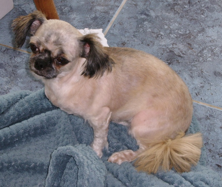LASSIE, mini sauvageonne de 3 ans - croisée Lhassa / Chihuahua Ssa57229