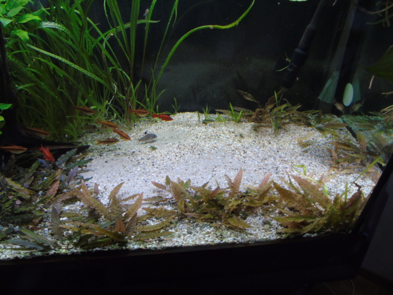 Aquarium des deux petites odoratus avec poissons. Dsc04515