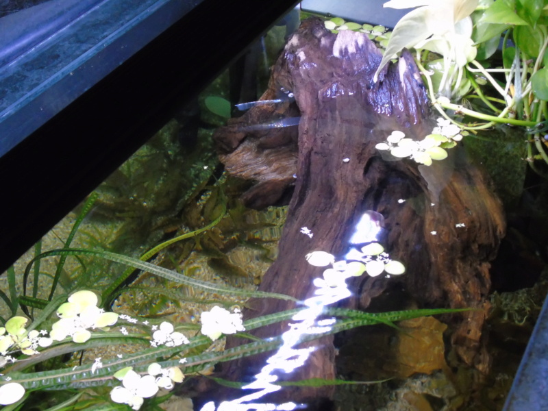 Aquarium des deux petites odoratus avec poissons. Dsc04518