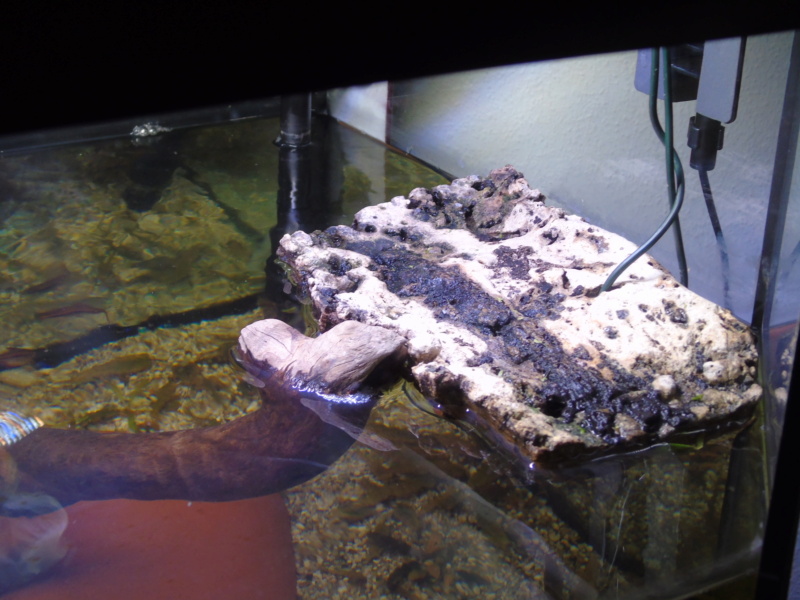 Aquarium des deux petites odoratus avec poissons. Dsc04614