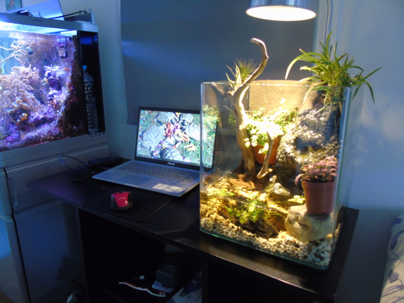 Aquarium des deux petites odoratus avec poissons. Dsc04617
