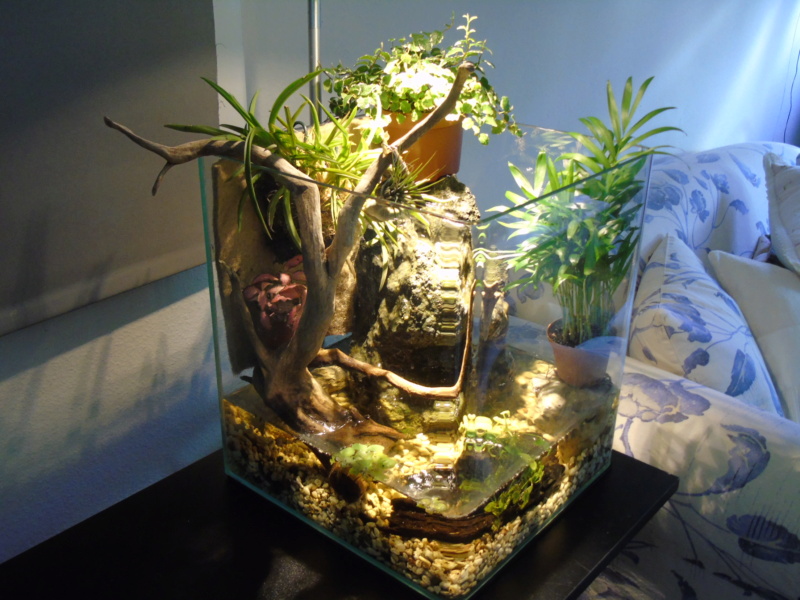 Aquarium des deux petites odoratus avec poissons. Dsc04618