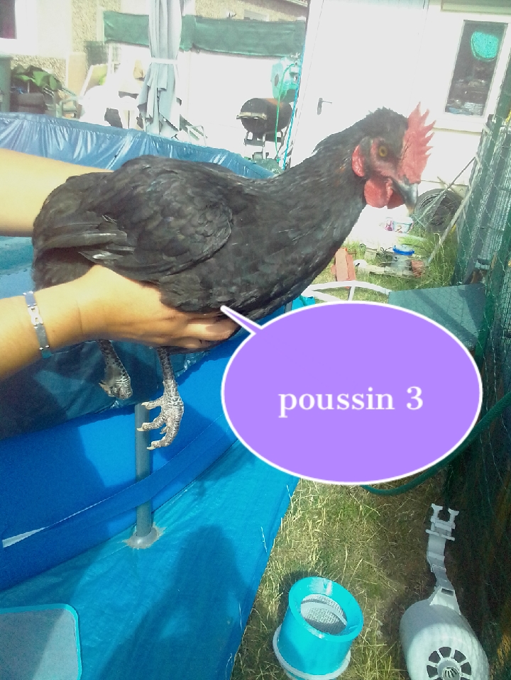 sexage de poussin Uphoto33