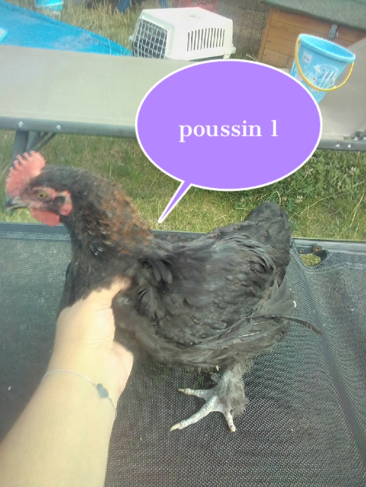 sexage de poussin Uphoto34