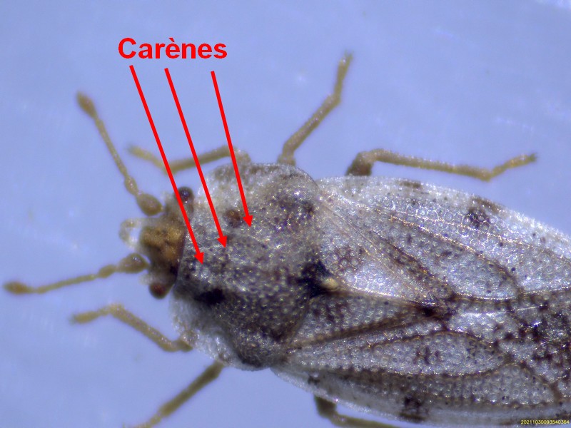 Pour identification - Merci [Piesmatidae] Carzon10