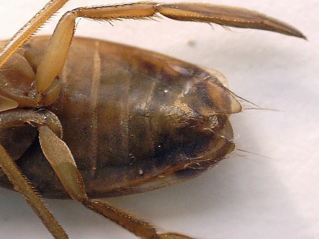 Femelle ou mâle de Corixidae : faire la différence Femell10