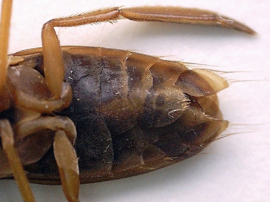 Femelle ou mâle de Corixidae : faire la différence Mzele_10