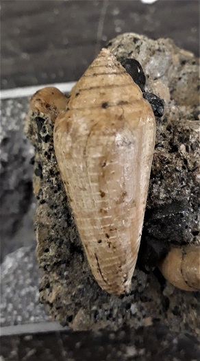 Conus fossile a identifier ? 20230210
