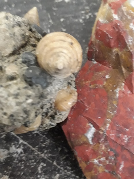 Conus fossile a identifier ? 20230212