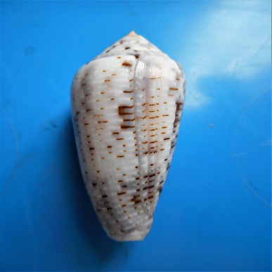 Conus (Pionoconus) nigropunctatus    GB Sowerby II, 1858 Dscn2620