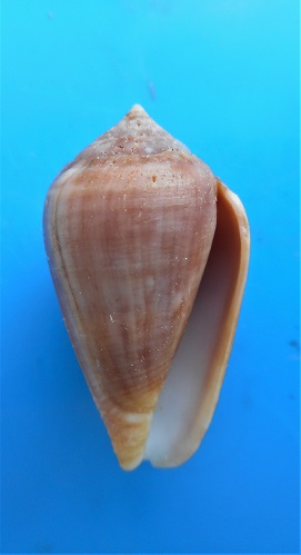 Conus (Lautoconus) unifasciatus Kiener, L.C., 1845 Dscn3013