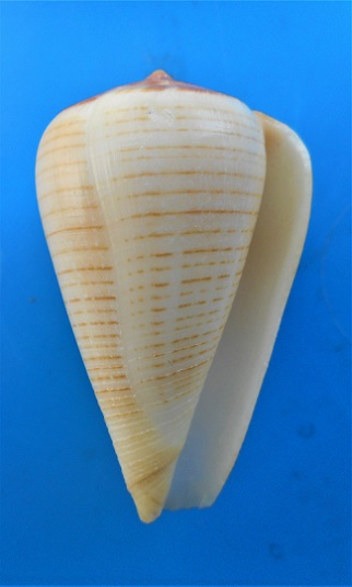 Conus_figulinus_jaune  Dscn3019