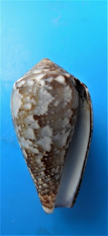Conus (Pionoconus) monachus  (Linnaeus, 1758)  Dscn3315