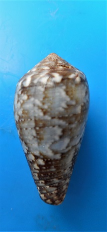 Conus (Pionoconus) monachus  (Linnaeus, 1758)  Dscn3317
