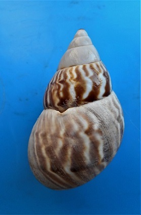 Orthalicus undatus jamaicensis (Pilsbry,1899) Dscn4224