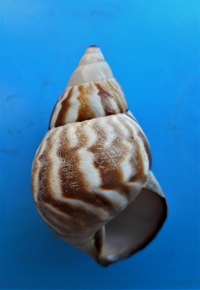 Orthalicus undatus jamaicensis (Pilsbry,1899) Dscn4225