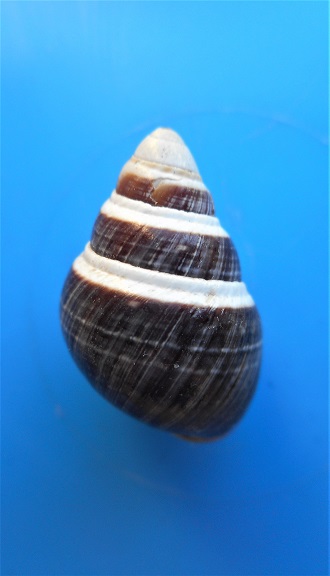 Achatinella mustelina (Mighels,1845) Dscn5119