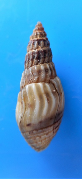 Sermyla riqueti - (Grateloup, 1840) Dscn5124