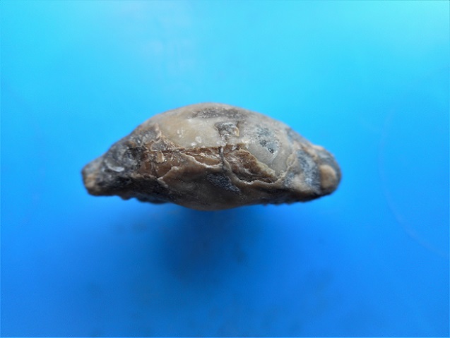 Cypraea fossile a identifier? Dscn5211
