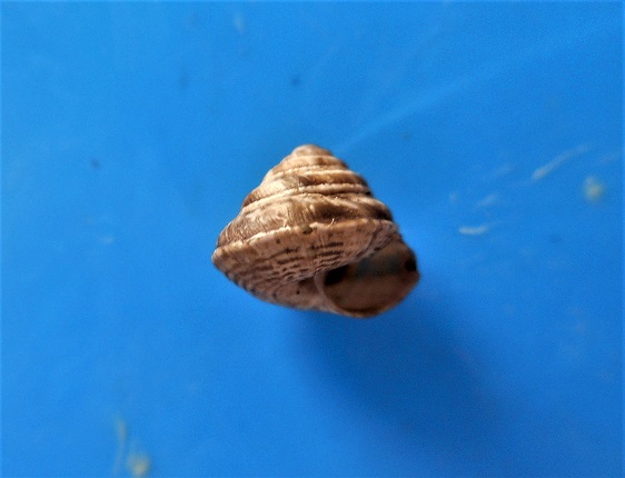 Trochoidea trochoides (Poiret,1789) Dscn5312