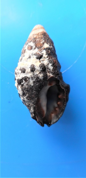  Tenguella granulata (Duclos, 1832) Dscn5412