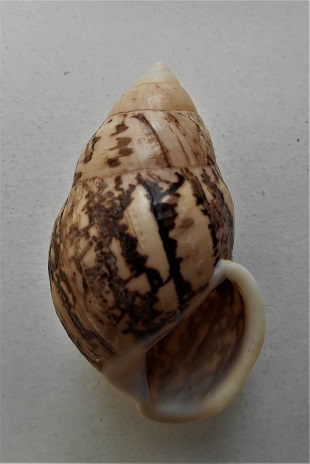 Amphidromus asper (Haas,1934) Dscn5634