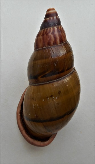 Sultana labeo (Broderip,1828) Dscn5818
