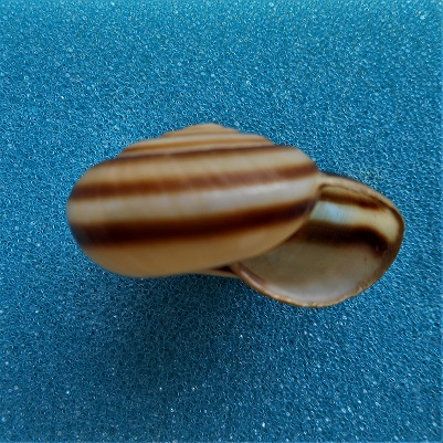 Elaphroconcha javacensis ( Ferussac,1821) Dscn6311