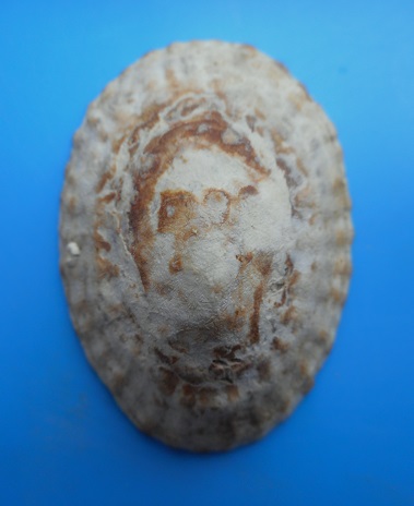 Nacella deaurata  (Gmelin,1791) Dscn6516