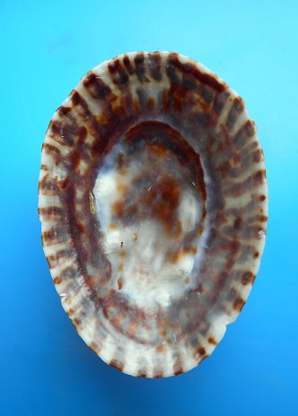 Nacella deaurata  (Gmelin,1791) Dscn6517