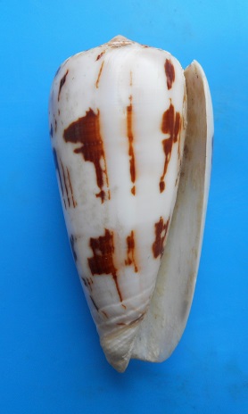 Conus deperditus - Conus de l'ile de la  Réunion a identifier ? Dscn6525
