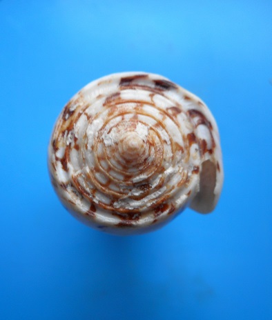 Conus deperditus - Conus de l'ile de la  Réunion a identifier ? Dscn6526
