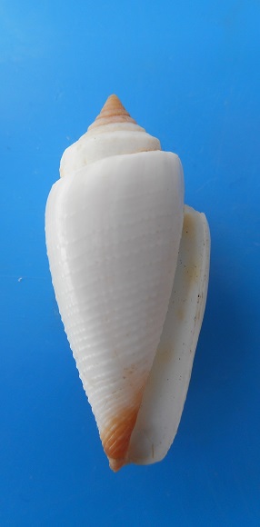 Conus (Calibanus) furvus Reeve, 1843  freak  Dscn6531