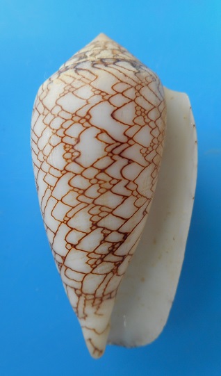 Conus (Cylinder) archiepiscopus concatenatus Kiener, 1850  Dscn6538