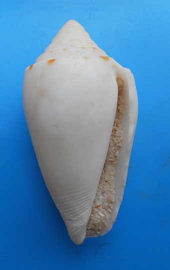Conus deperditus - Conus  a identifier???? Dscn6618