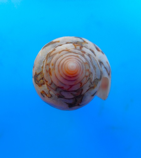  Conus (Cylinder) archiepiscopus  tenuiornata (var.) :Bozzetti, L., 2011 Dscn6730