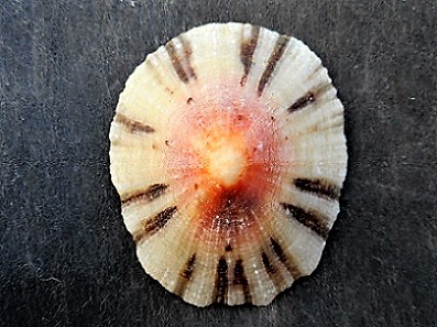 Cellana radiata capensis - (Gmelin, 1791) Dscn8311
