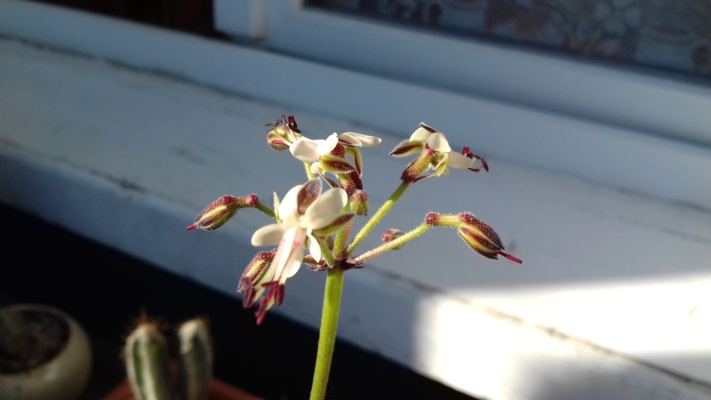 PELARGONIUM FERULACEUM - Page 2 20200630