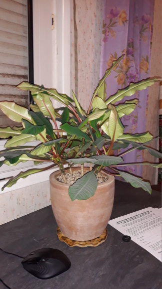 Euphorbia leuconeura - Page 2 20210335