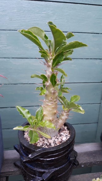 Pachypodium saundersii - Page 15 20210664