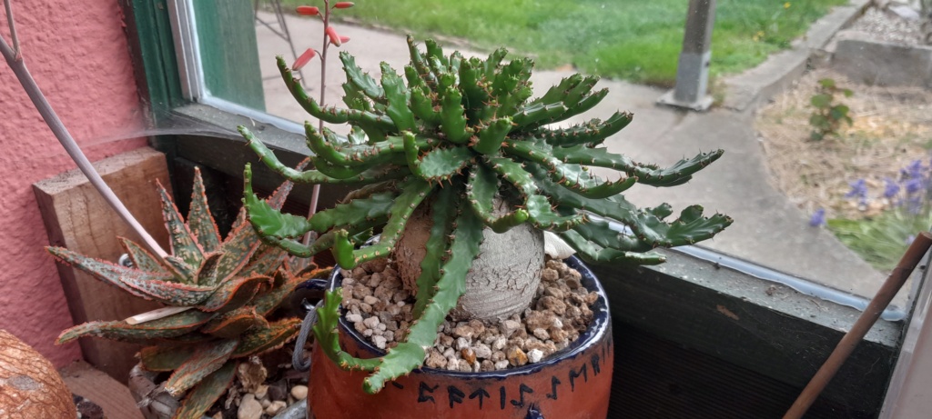 Euphorbia stellata - Page 14 20230421