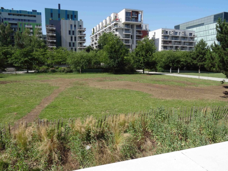 Parc de Billancourt - Partie Ouest - Page 2 Dsc02861