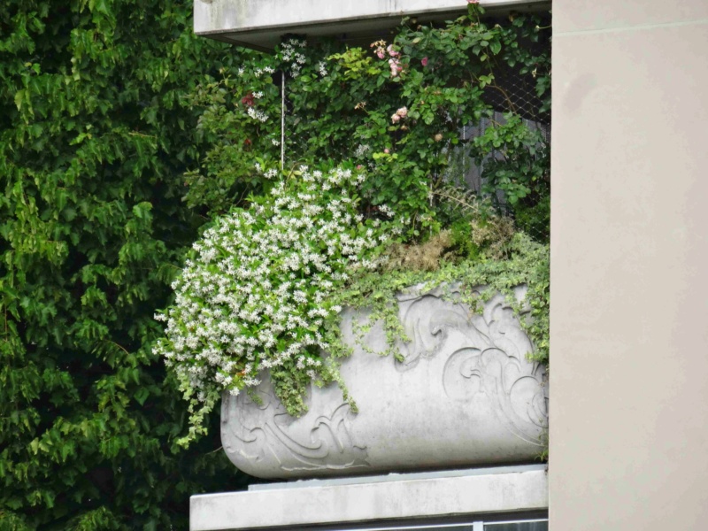 Jardinière en béton sur les balcons Dsc07351