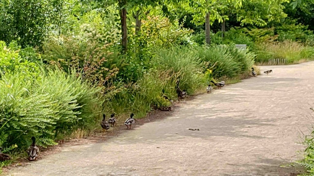 Canards du parc P_202043