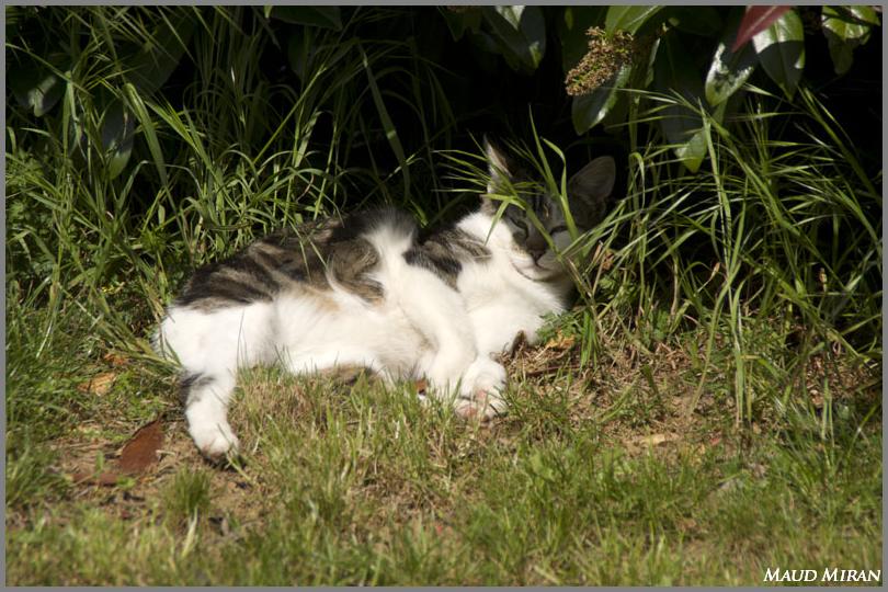 Joyce, la matou chatte et le jardin Imgp3913