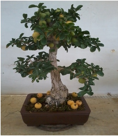 Aberia Caffra (Kei Apple) Bonsai - Some Spring Cleaning Aberia10